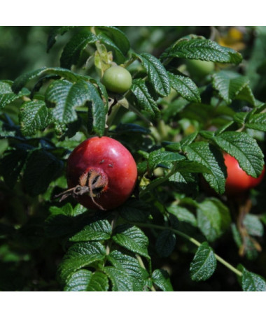 Savvaļas roze Alba pods, 2L