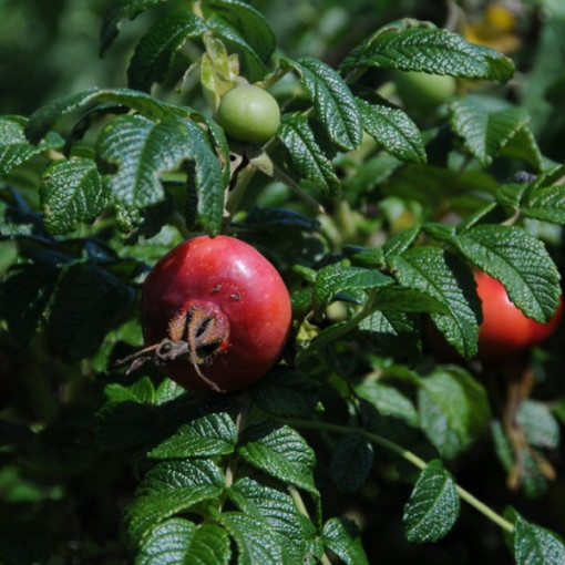 Savvaļas roze Alba pods, 2L