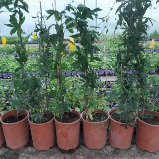 Pasifloras (Passiflora) 'Victoria' pods, 4L