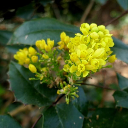 Mahonia pods, 2L