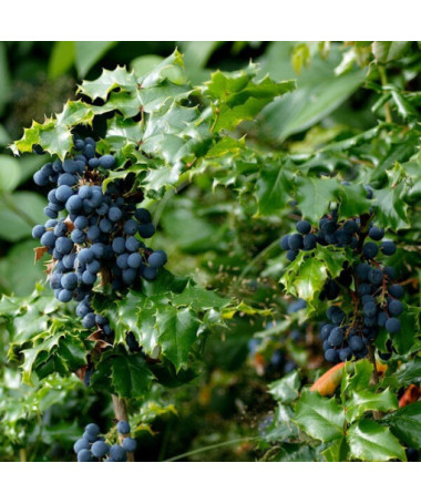 Mahonia pods, 2L