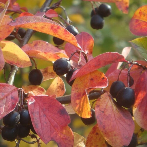 Kotonēstera pods, 2L