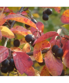 Kotonēstera pods, 2L