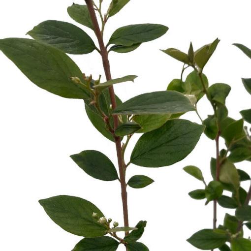 Kotonēstera pods, 2L