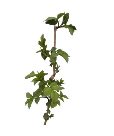 Melnā pīlādžu pods, 2L