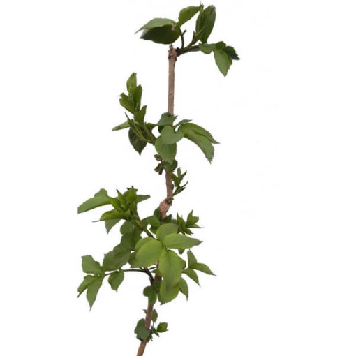 Melnā pīlādžu pods, 2L