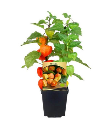 Fizālis (Zelta oga) P9/C1