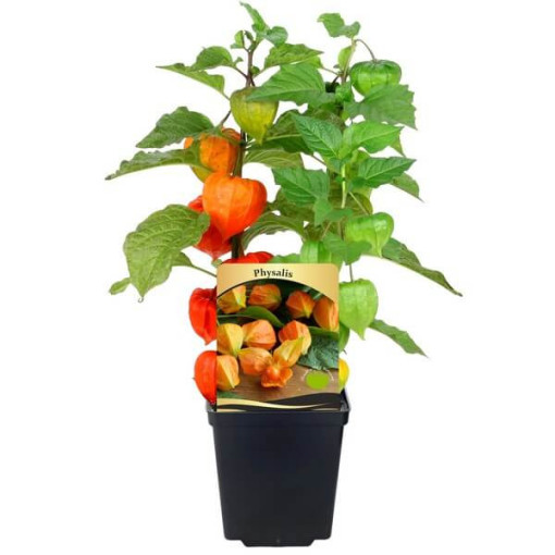 Fizālis (Zelta oga) P9/C1