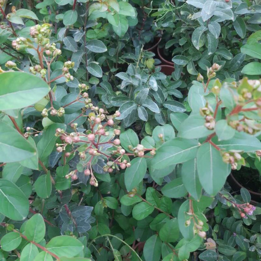 Lagerstroemija Indijas (Krepe Mirtle) pods, 4L