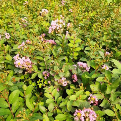 Indijas Lagerstroemija (Bez pusdienām) pods, 2L