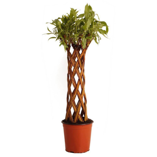 Gaisma austā vīksna (Salix alba x purpurea) 4L podā