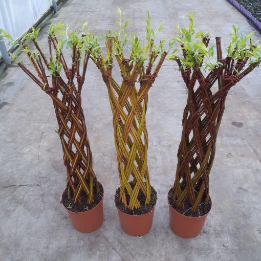 Gaisma austā vīksna (Salix alba x purpurea) 4L podā